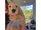 Goldendoodle Puppy for sale in Redding, CA, USA