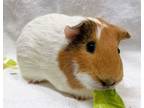 Adopt Biscuit a Guinea Pig