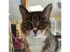 Adopt June a Domestic Short Hair