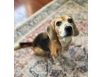 Adopt Isabella a Beagle