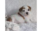 Bulldog Puppy for sale in Shipshewana, IN, USA