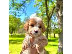 Goldendoodle Puppy for sale in Oroville, CA, USA