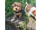 Yorkshire Terrier Puppy for sale in West Orange, NJ, USA