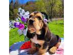 Basset Hound Puppy for sale in Totz, KY, USA
