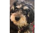 Adopt Little Dolly -Adopted! a Yorkshire Terrier, Miniature Poodle