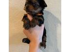 Yorkshire Terrier Puppy for sale in Everett, WA, USA