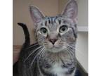 Adopt Penny a Domestic Short Hair