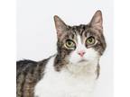 Adopt Barbara a Domestic Short Hair