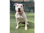 Adopt Petra a Pit Bull Terrier, Mixed Breed