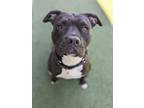 Adopt Sophie a Pit Bull Terrier, Boxer