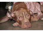 Adopt Cara a Boxer, Pit Bull Terrier