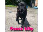 Adopt Peace Lily a Labrador Retriever, Chow Chow