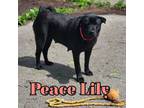 Adopt Peace Lily a Labrador Retriever, Schipperke