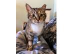 Adopt Athena a Torbie