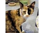 Adopt Pumpkin a Domestic Short Hair