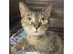 Adopt Polly a Domestic Short Hair