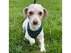 Adopt Daffodil a Poodle