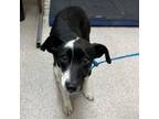 Adopt Brie a Jack Russell Terrier, Mixed Breed