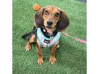 Adopt Tinker a Beagle