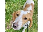 Adopt Lucy a Beagle