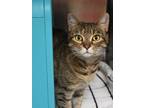 Adopt Quinn a Domestic Short Hair