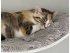 Adopt Doone a Domestic Short Hair