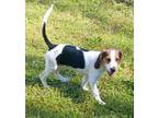 Adopt Betsy a Beagle