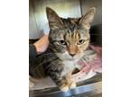 Adopt Lilly a Domestic Short Hair