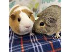 Adopt Bailey a Guinea Pig