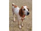 Adopt Nikita a Hound