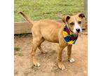 Adopt Ash $25 a Mountain Cur, Mixed Breed