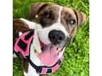 Adopt Eleven a Mixed Breed