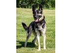 Adopt SASHA a German Shepherd Dog