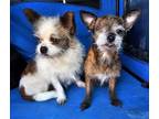 Adopt SASSY and HAZEL a Shih Tzu