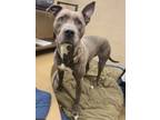 Adopt London a Pit Bull Terrier, Mixed Breed