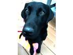 Adopt Lorde a Labrador Retriever, Mixed Breed