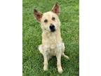 Adopt AMAYA a Australian Cattle Dog / Blue Heeler, Mixed Breed