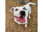 Adopt Velma a Pit Bull Terrier, Mixed Breed