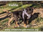Adopt Vallie a Rottweiler, Staffordshire Bull Terrier