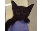 Adopt Sofia a Domestic Short Hair