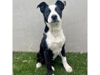 Adopt Wednesday a Mixed Breed, Border Collie