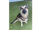 Adopt Greta a German Shepherd Dog, Mixed Breed