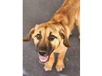Adopt Gracie a Hound, Mixed Breed