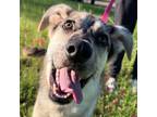 Adopt Azalea a Australian Shepherd, Catahoula Leopard Dog