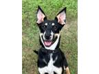 Adopt Jupiter a Shepherd, American Staffordshire Terrier