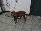 Adopt Heatherly a Pit Bull Terrier, Mixed Breed