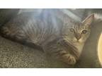 Adopt Gina (working cat) a Domestic Short Hair
