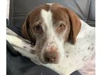Adopt Gingersnap a German Shorthaired Pointer, Cattle Dog