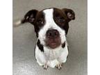 Adopt Elsie a American Staffordshire Terrier