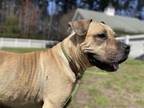 Adopt 2403-0162 Tilli a Pit Bull Terrier